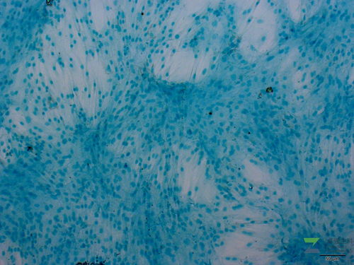 病理學 價格 采購 供應商信息