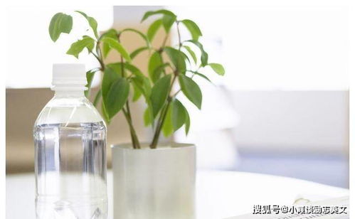 2月,桃花乍現,喜獲良緣,3生肖思念入髓,愛意泛濫,激動相擁 生活 感情 對方