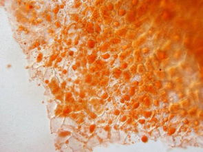 蘇丹三染液的配制方法及注意事項(xiàng)